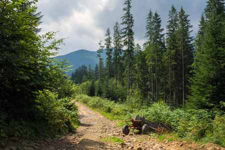 a broken cart, overgrown with sprouts of wheat, on a forest road, high in the mountains.