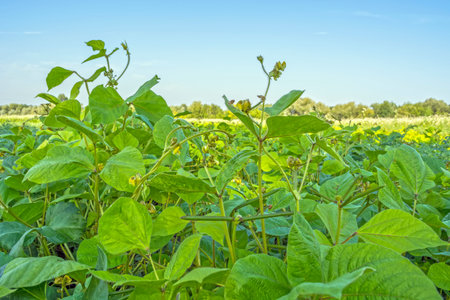 field of mung bean, during the formation of the crop. Flowering and swelling of beans in podsの写真素材