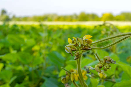 field of mung bean, during the formation of the crop. Flowering and swelling of beans in pods.の写真素材