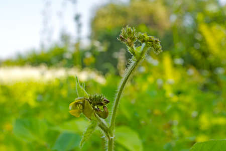 field of mung bean, during the formation of the crop. Flowering and swelling of beans in pods.の写真素材