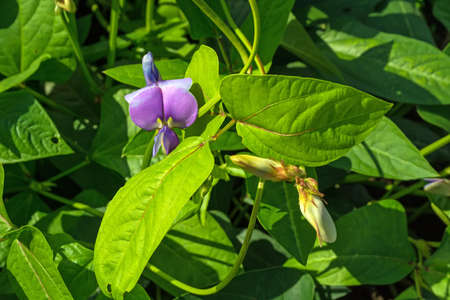 field of Vigna, during the formation of the harvest. Flowering and swelling of beans in pods.の写真素材