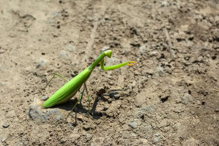 mantis crawling on a dirt road in the midday sun.の写真素材