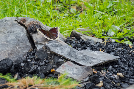 the butterfly sits on a stone, near the coals, against the background of the fire. The concept of...