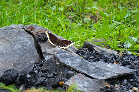 the butterfly sits on a stone, near the coals, against the background of the fire. The concept of the revival of nature after a fire.の写真素材