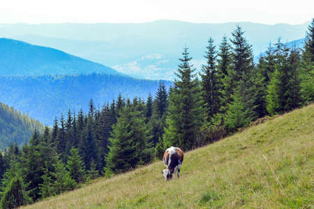 a cow grazing on mountain slopes. The concept of environmentally friendly products. Eco-milk.の写真素材