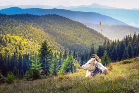 a cow grazing on mountain slopes. The concept of environmentally friendly products. Eco-milk.の写真素材