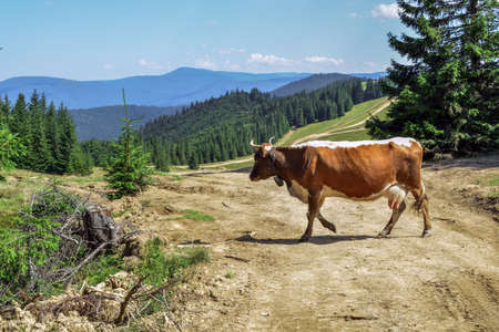 a cow grazing on mountain slopes. The concept of environmentally friendly products. Eco-milk.の写真素材