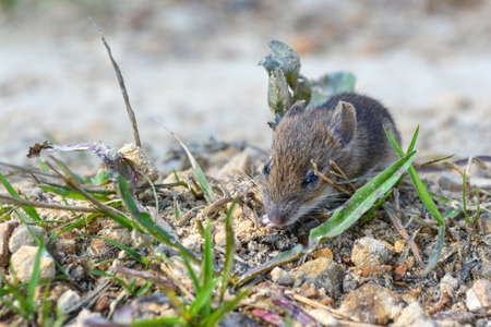 live, wild mouse on the ground, on the path near the house.の写真素材