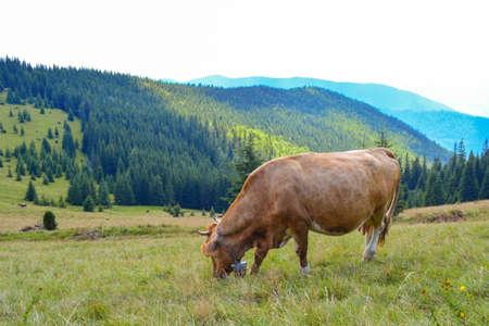 a cow grazing on mountain slopes. The concept of environmentally friendly products. Eco-milk.の写真素材
