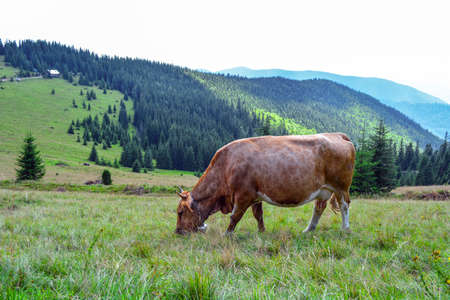 a cow grazing on mountain slopes. The concept of environmentally friendly products. Eco-milk.の写真素材