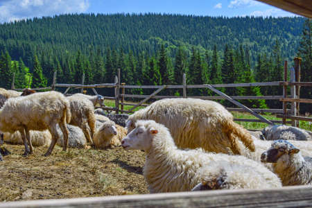 sheep grazing on mountain slopes. The concept of environmentally friendly products. Eco-cheese.の写真素材