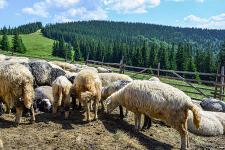 sheep grazing on mountain slopes. The concept of environmentally friendly products. Eco-cheese.の写真素材