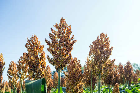 grain sorghum on plants in a field against a background of trees and sky.の写真素材