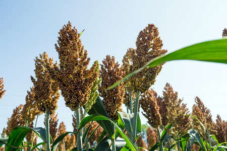 Grain sorghum on plants in a field against a background of trees and sky.の写真素材