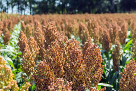 Grain sorghum on plants in a field against a background of trees and sky.の写真素材