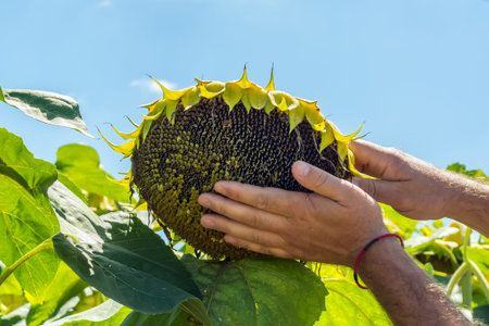 the man tries the sunflower seeds in his hand, analyzing the fullness and quality. The concept of...