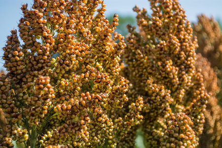 grain sorghum on plants in a field against a background of trees and sky.