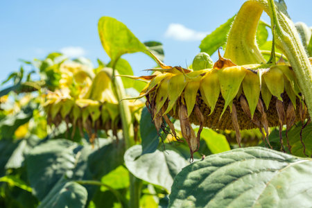 sunflowers in the phase of filling seeds, in a field, under a blue sky with clouds.の写真素材