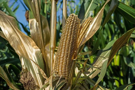 corn in the field painted with gold paint.