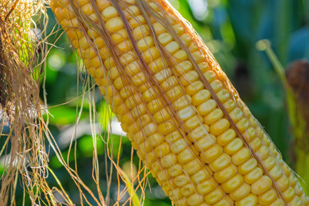 green corn cobs full of large grains in the field.