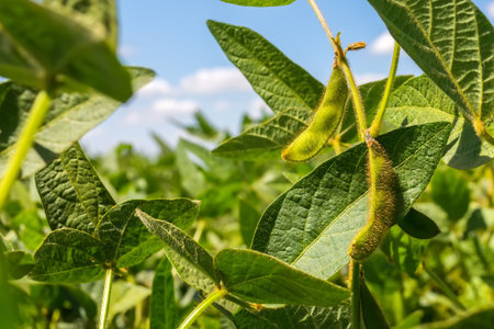 green soya pods full of beans in the phase of harvest formation.