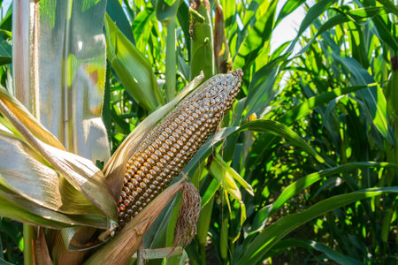 corn in the field painted with gold paint.
