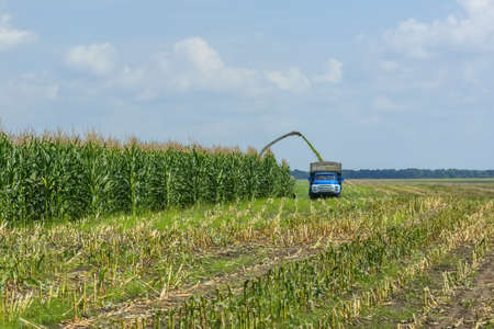 harvest of juicy corn silage by a combine harvester and transportation by trucks, for laying on animal feed.の写真素材