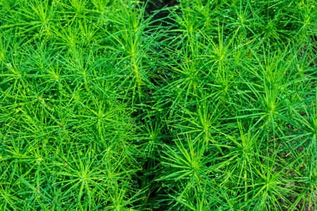 small fir-trees in the nursery under the agrofiber before planting into the open ground.