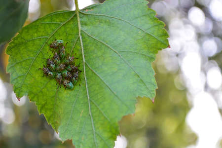 a lot of wood bugs on a birch leaf.の写真素材