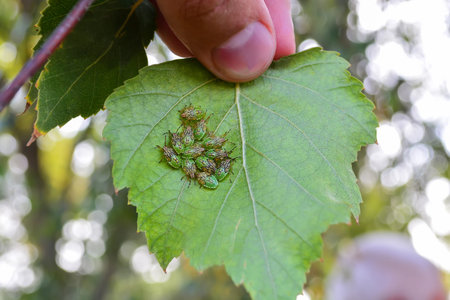 a lot of wood bugs on a birch leaf.