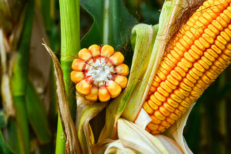 corn cobs, mature, full of grain in the field, before harvesting.の写真素材