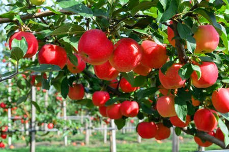 organic, ripe, juicy apples on the branches of trees in the garden.の写真素材