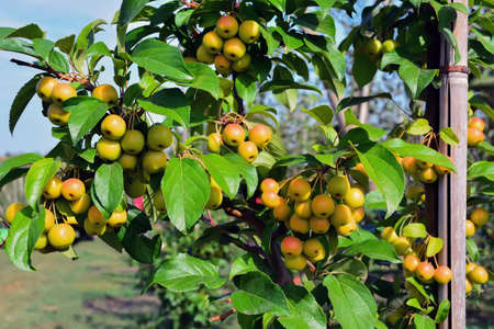 small, yellow. clean apples apple pollinator on branchesの写真素材