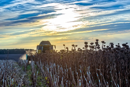 modern combine harvester ripe sunflower at sunset.