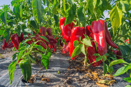 ripe pepper on the field at harvest time.の写真素材