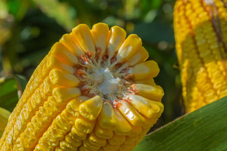 broken, thick stalks of ripe corn in the field before harvesting. 20 rows of grains.の写真素材