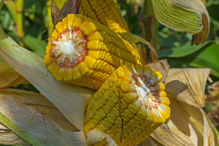 broken, thick stalks of ripe corn in the field before harvesting. 20 rows of grains.の写真素材