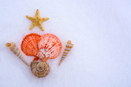 Seashells on the snow in the shape of a Christmas tree. The concept of Christmas holidays, memories...