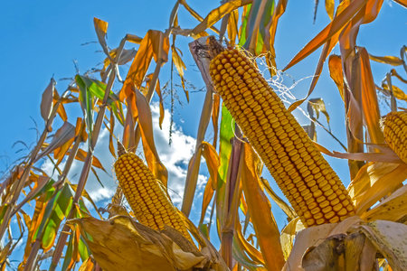 ripe corn cobs in the field, full of large grain, against the sky. Straight rows of culture, clean...