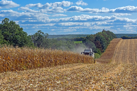 harvesting corn by a combine harvester, followed by unloading and transportation of grain. Work in...