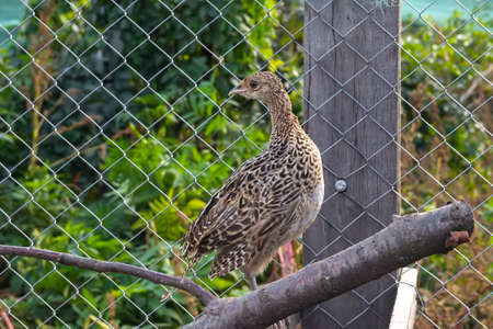 females of pheasants in the state aviary are kept for reproduction with subsequent release into the natural habitat. Feeding and caring for birds.の写真素材