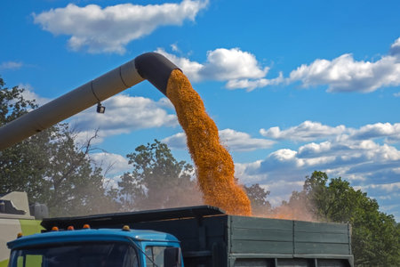 harvesting corn by a combine harvester, followed by unloading and transportation of grain. Work in...