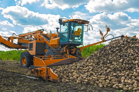 loading the harvested sugar beet harvested by a loader onto trucks for further transportation to the...