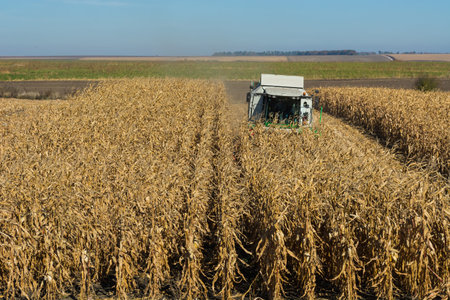 harvesting corn by a combine on a field against a clean, blue sky.