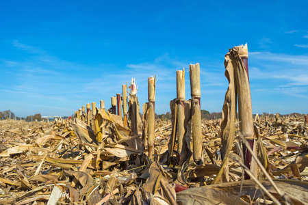 post-harvest residues of corn on the field before being processed into the soil as organic.の写真素材
