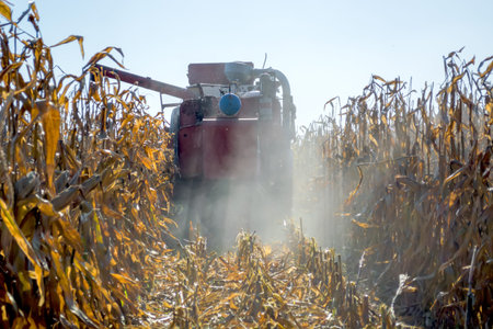 harvesting corn in the field combine. stalks full grain on the background of technology.