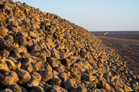 a bunch of sugar beets at sunset. the lights of a sun.の写真素材