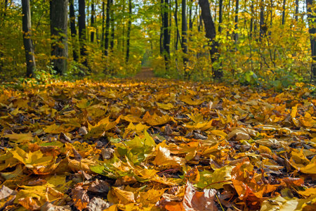 autumn forest full of yellow leaves in the rays of the November sun.の写真素材