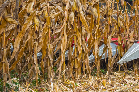 harvesting corn in a field with a modern combine on a cloudy day, followed by loading onto a truck.の写真素材