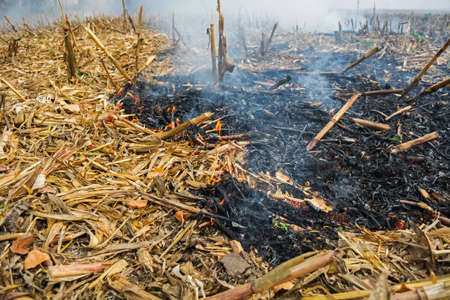 farmer arson post-harvest remains of corn, which resulted in the killing of microorganisms, as well as small animals and smoke, discharging heavy metals into the atmosphere.の写真素材